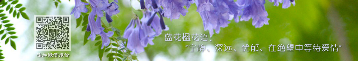 藍(lán)花楹花語
