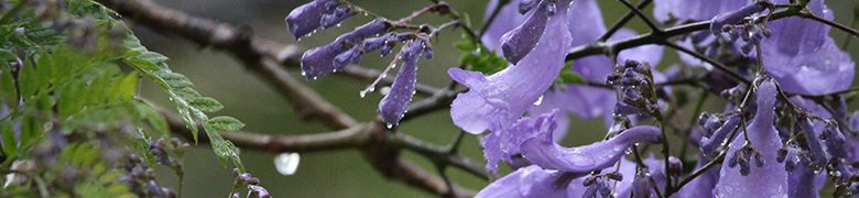 藍(lán)花楹百科