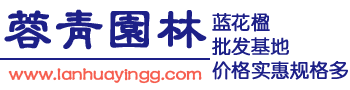 藍(lán)花楹價(jià)格