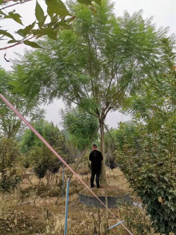 【藍花楹13公分價格】最新13公分藍花楹批發報價