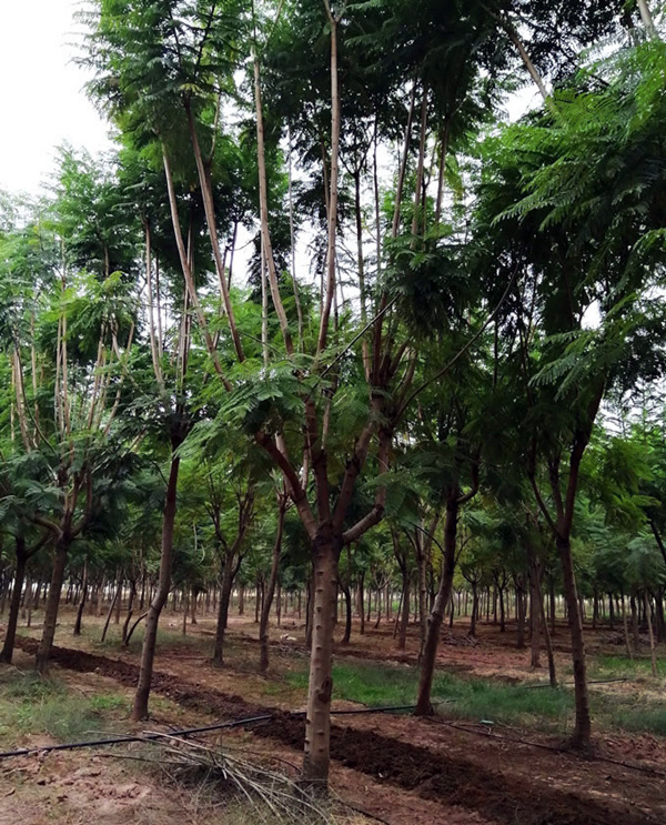 【藍花楹8公分價格】最新8公分藍花楹批發(fā)報價