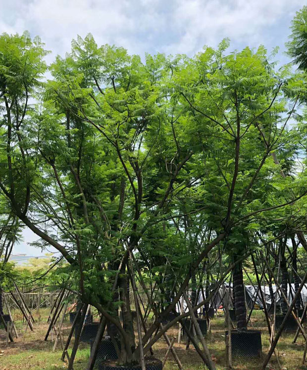 【藍花楹9公分價格】最新9公分藍花楹批發(fā)報價
