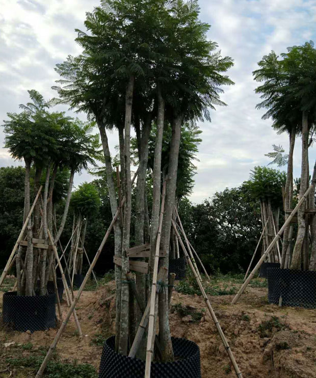 【藍(lán)花楹10公分價(jià)格】最新10公分藍(lán)花楹批發(fā)報(bào)價(jià)