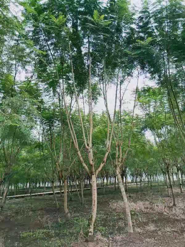 【藍花楹9公分價格】最新9公分藍花楹批發(fā)報價