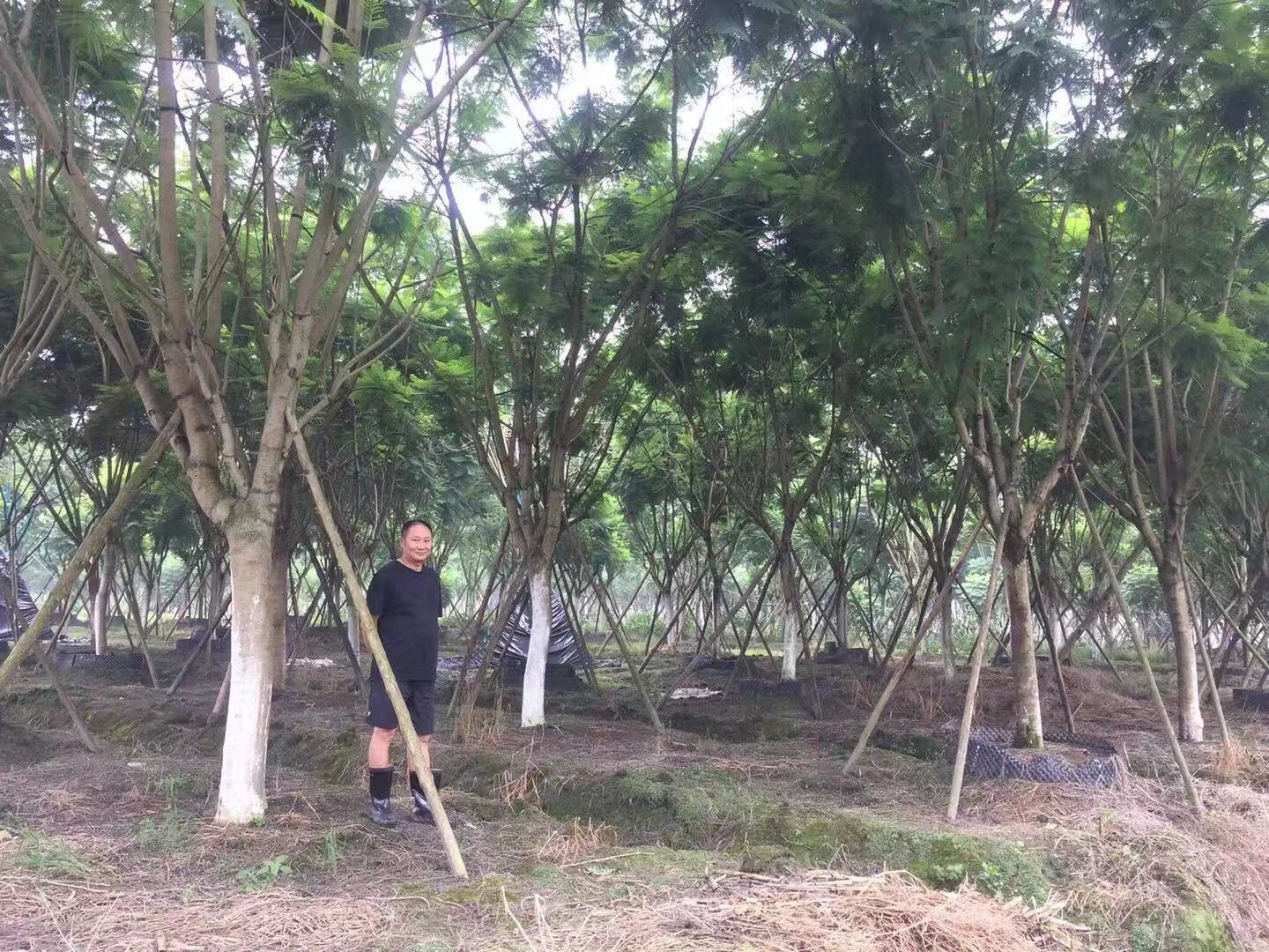 【藍(lán)花楹10公分價(jià)格】最新10公分藍(lán)花楹批發(fā)報(bào)價(jià)