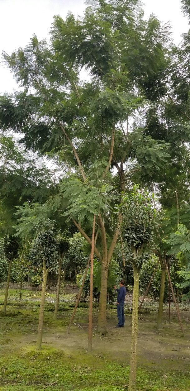 【藍花楹8公分價格】最新8公分藍花楹批發(fā)報價
