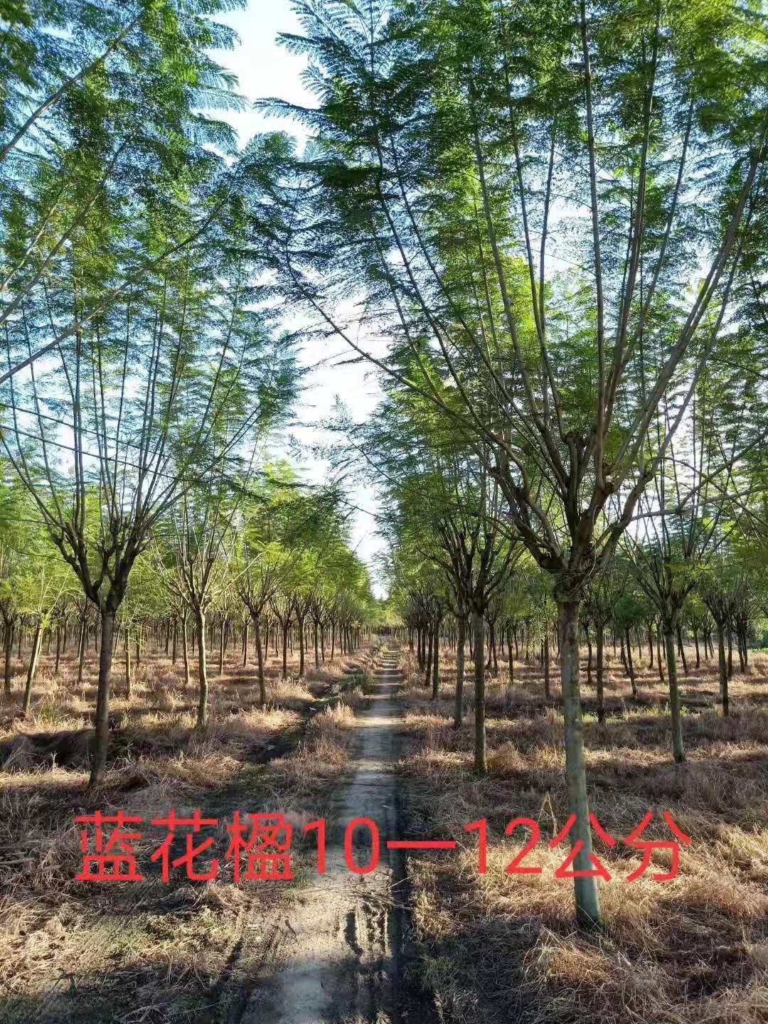 【藍花楹13公分價格】最新13公分藍花楹批發報價