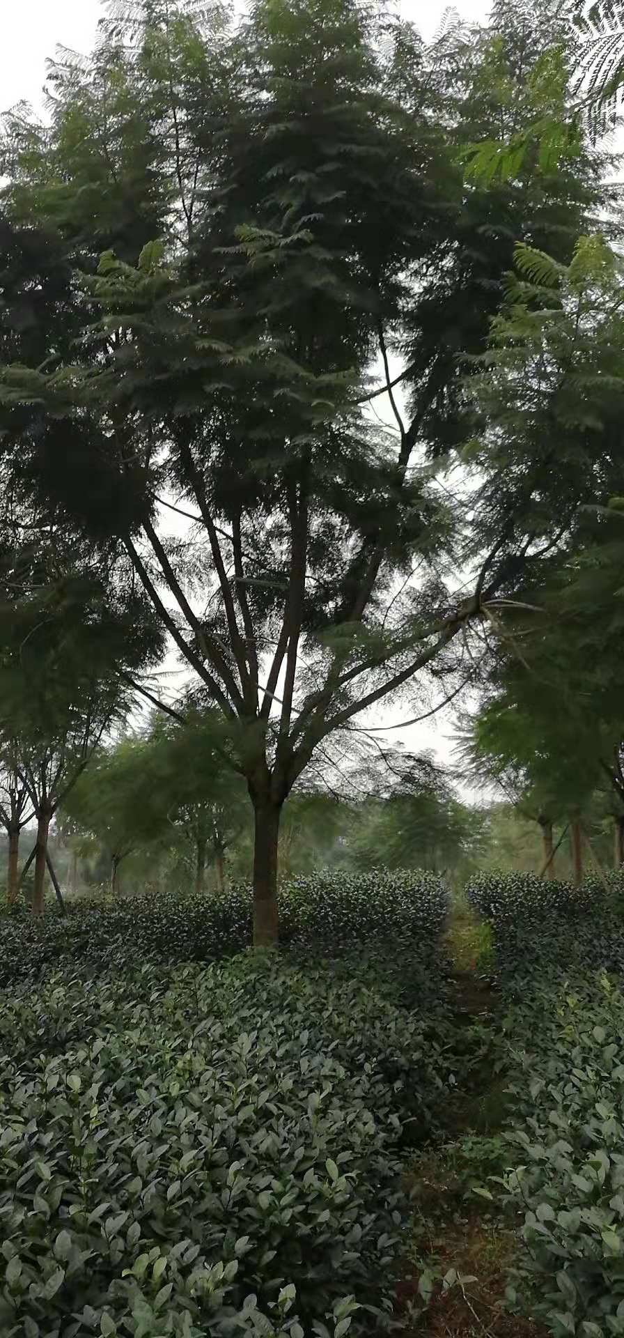 【藍花楹11公分價格】最新11公分藍花楹批發報價
