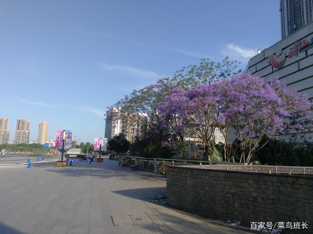 成都叢生藍花楹價格一般樹形
