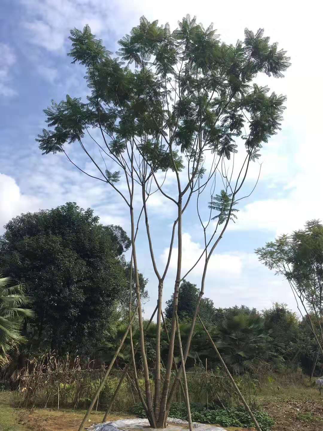 【藍花楹13公分價格】最新13公分藍花楹批發報價