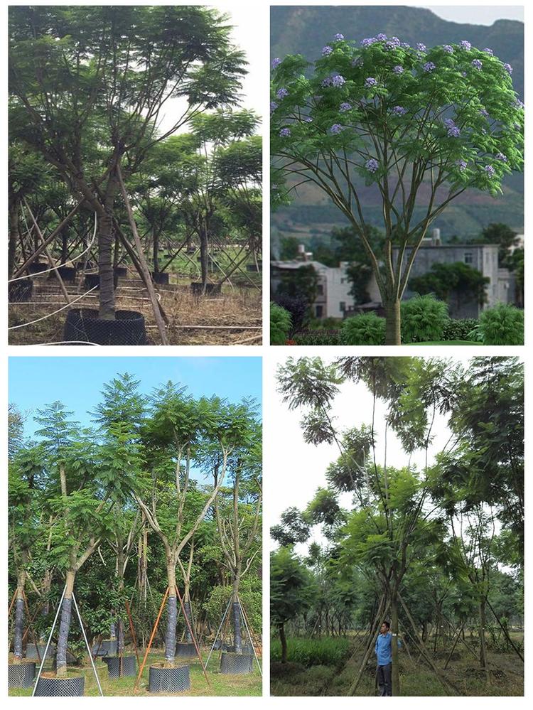 【藍花楹9公分價格】最新9公分藍花楹批發(fā)報價