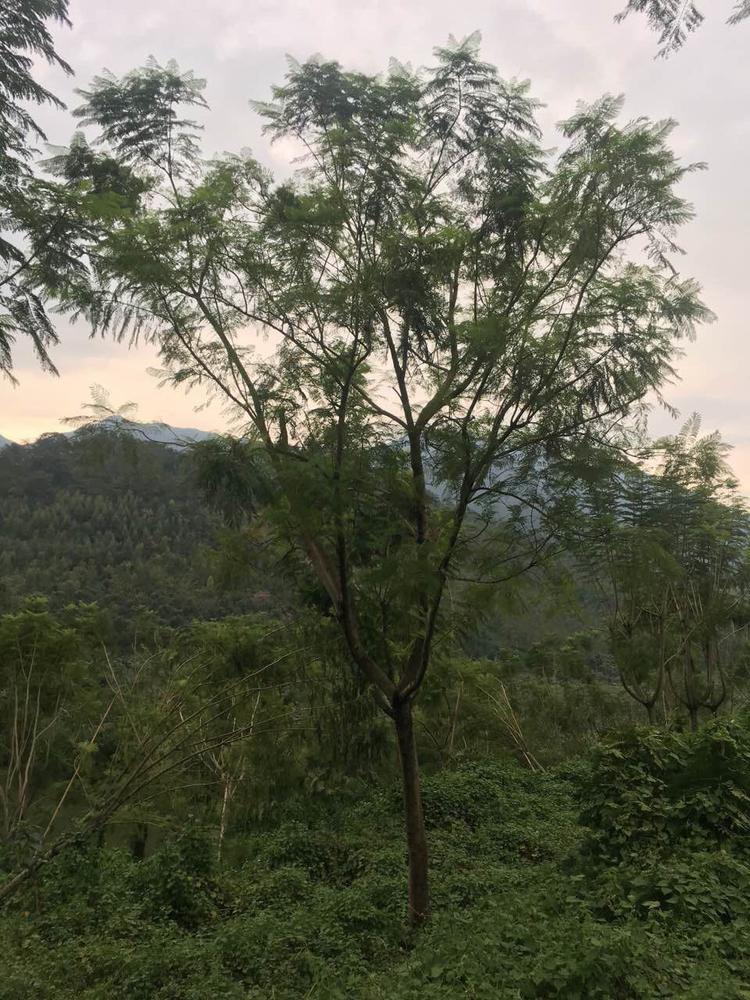 【藍花楹樹25公分】25公分的藍花楹價格