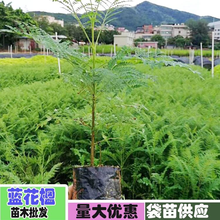 【藍花楹14公分價格】最新14公分藍花楹批發(fā)報價
