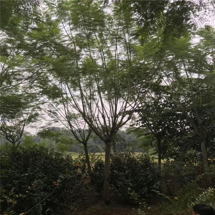 【藍花楹7公分價格】最新7公分藍花楹批發(fā)報價