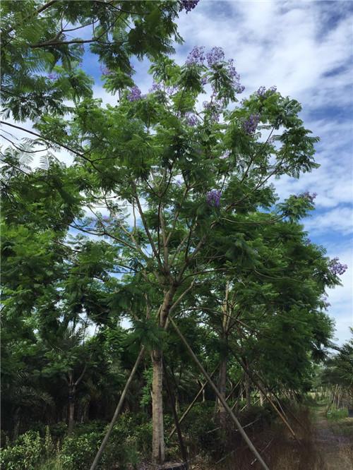 【藍花楹9公分價格】最新9公分藍花楹批發(fā)報價