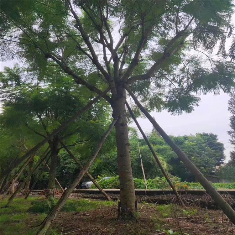 【藍花楹14公分價格】最新14公分藍花楹批發(fā)報價