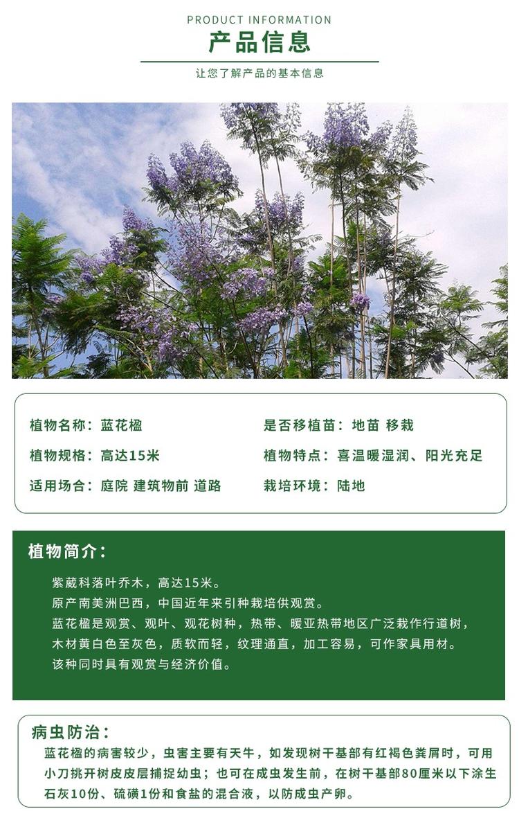 【藍(lán)花楹多少錢一棵】藍(lán)花楹樹價(jià)格表