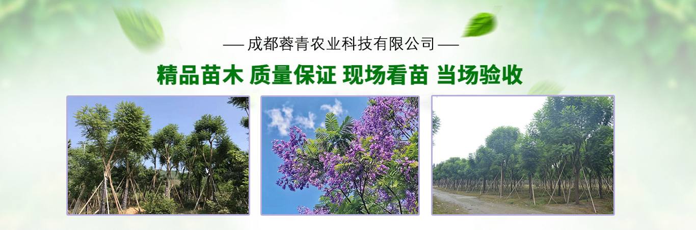 成都藍(lán)花楹