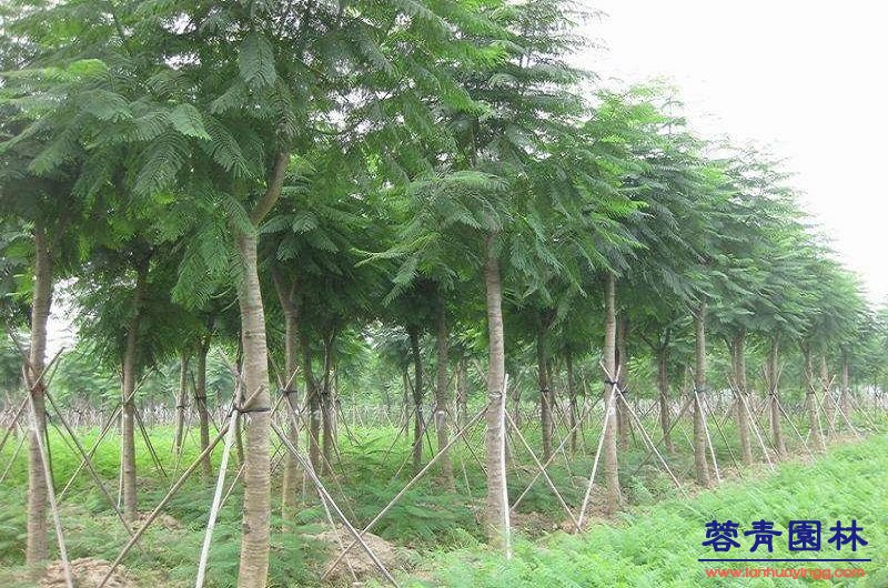10公分藍花楹價格