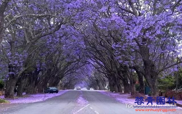 藍(lán)花楹的花語 - 藍(lán)花楹的花期 - 藍(lán)花楹圖片