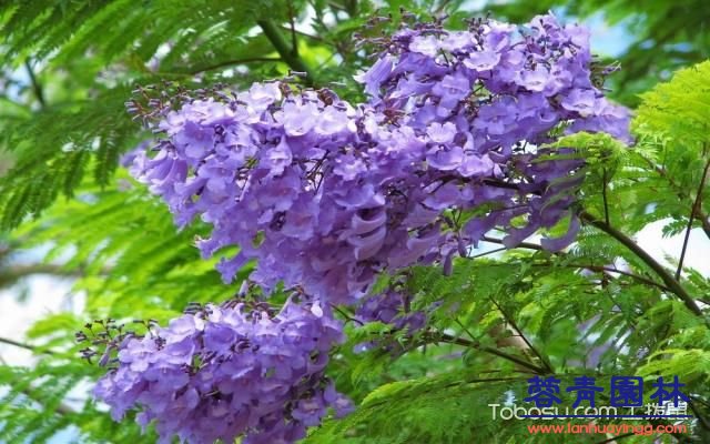 藍(lán)花楹的花語 - 藍(lán)花楹的花期 - 藍(lán)花楹圖片