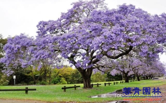 藍(lán)花楹的花語 - 藍(lán)花楹的花期 - 藍(lán)花楹圖片