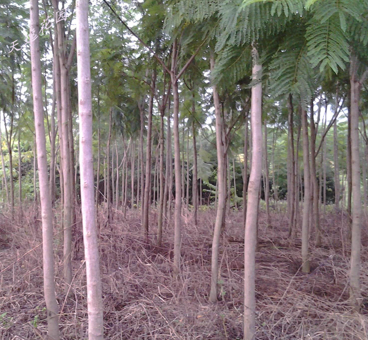 3公分藍花楹價格