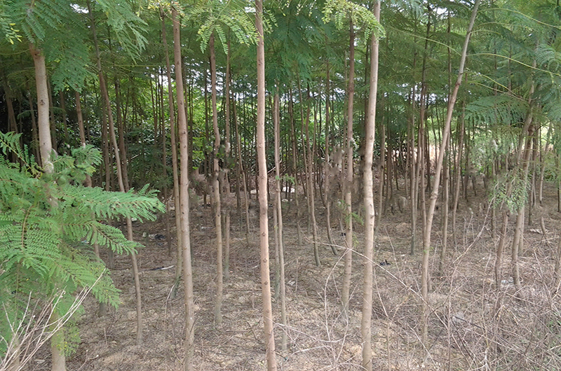 3公分藍花楹價格