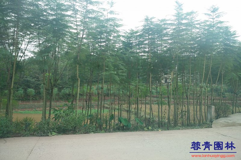 4公分藍花楹價格