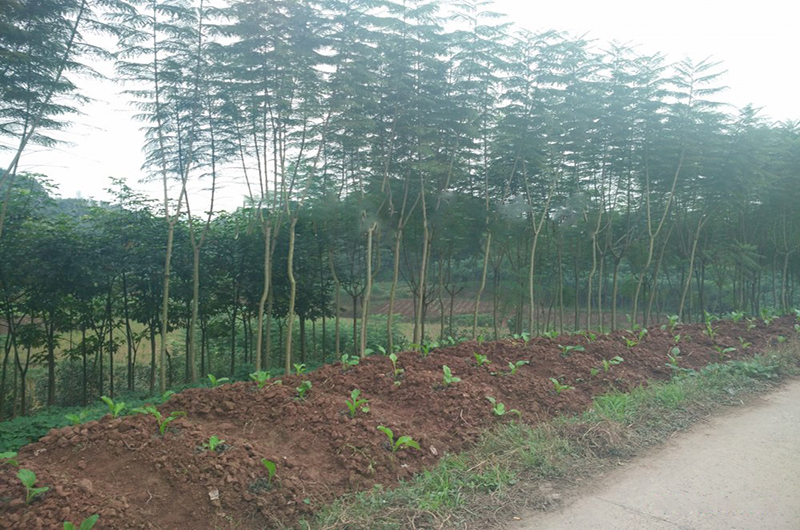 4公分藍花楹價格