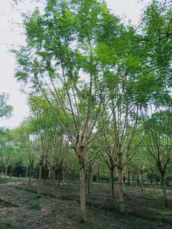 17公分藍(lán)花楹價(jià)格