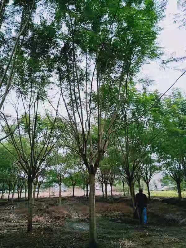 17公分藍(lán)花楹價(jià)格