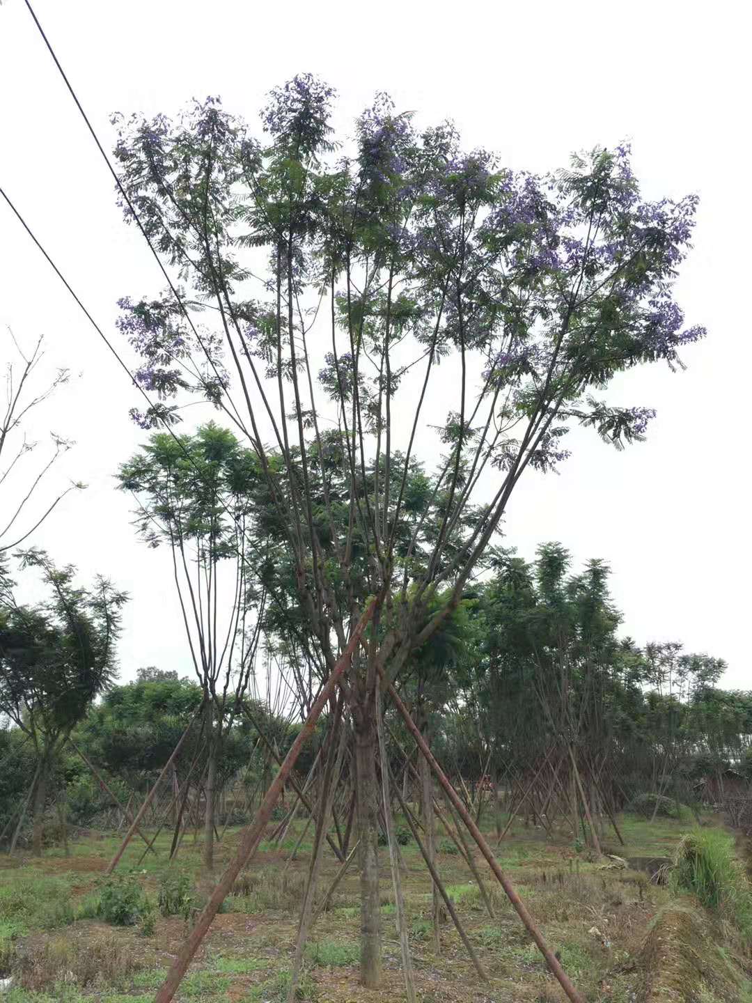 18公分藍(lán)花楹價(jià)格