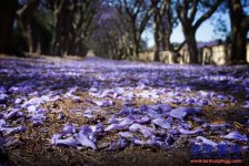 藍(lán)花楹高清圖片