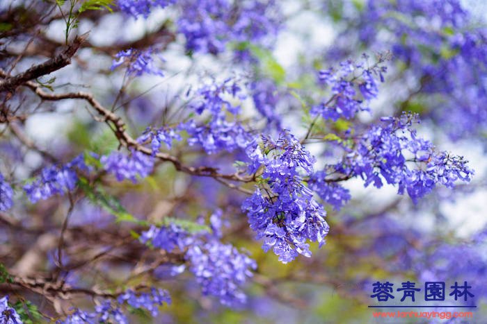 30公分藍花楹