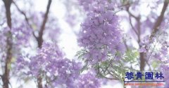藍(lán)花楹種植