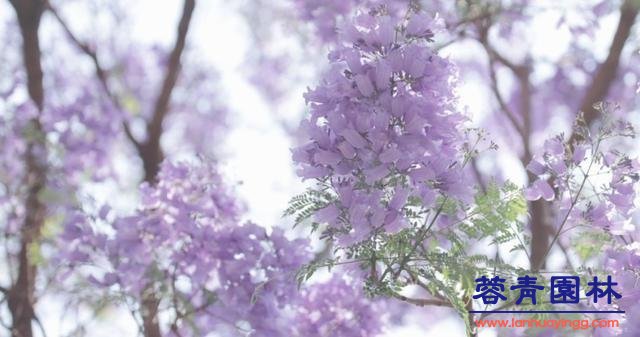 藍(lán)花楹種植