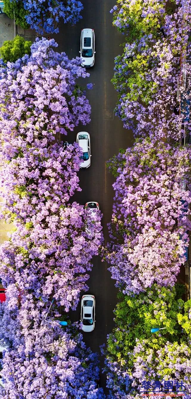 想看藍(lán)花楹樹，就去每年的這里吧