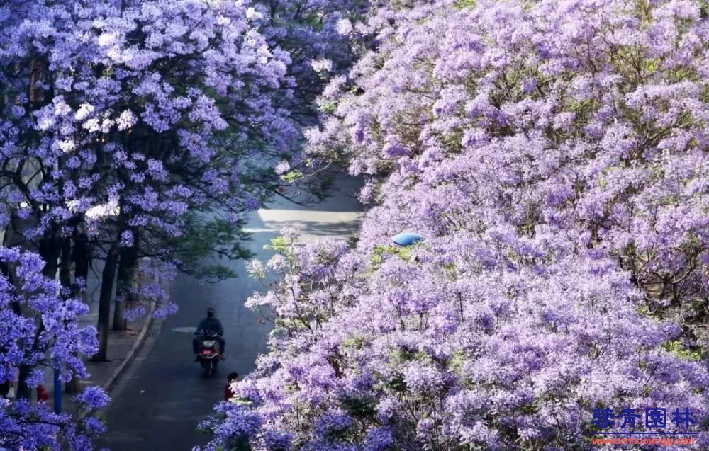 想看藍(lán)花楹樹，就去每年的這里吧