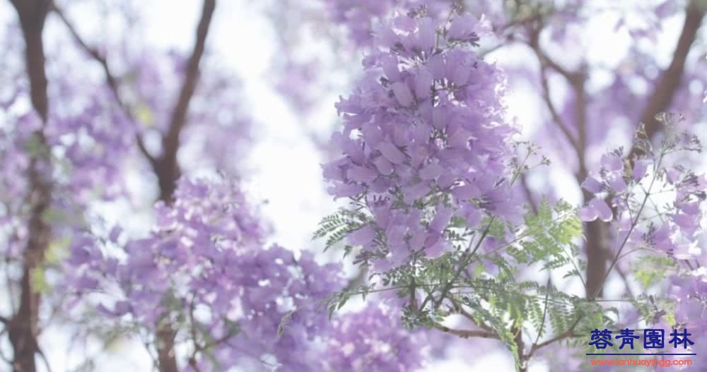 想看藍(lán)花楹樹，就去每年的這里吧