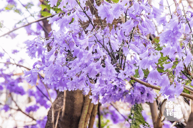 想看藍(lán)花楹樹，就去每年的這里吧