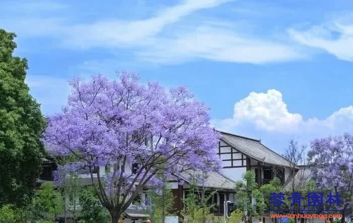 想看藍(lán)花楹樹，就去每年的這里吧