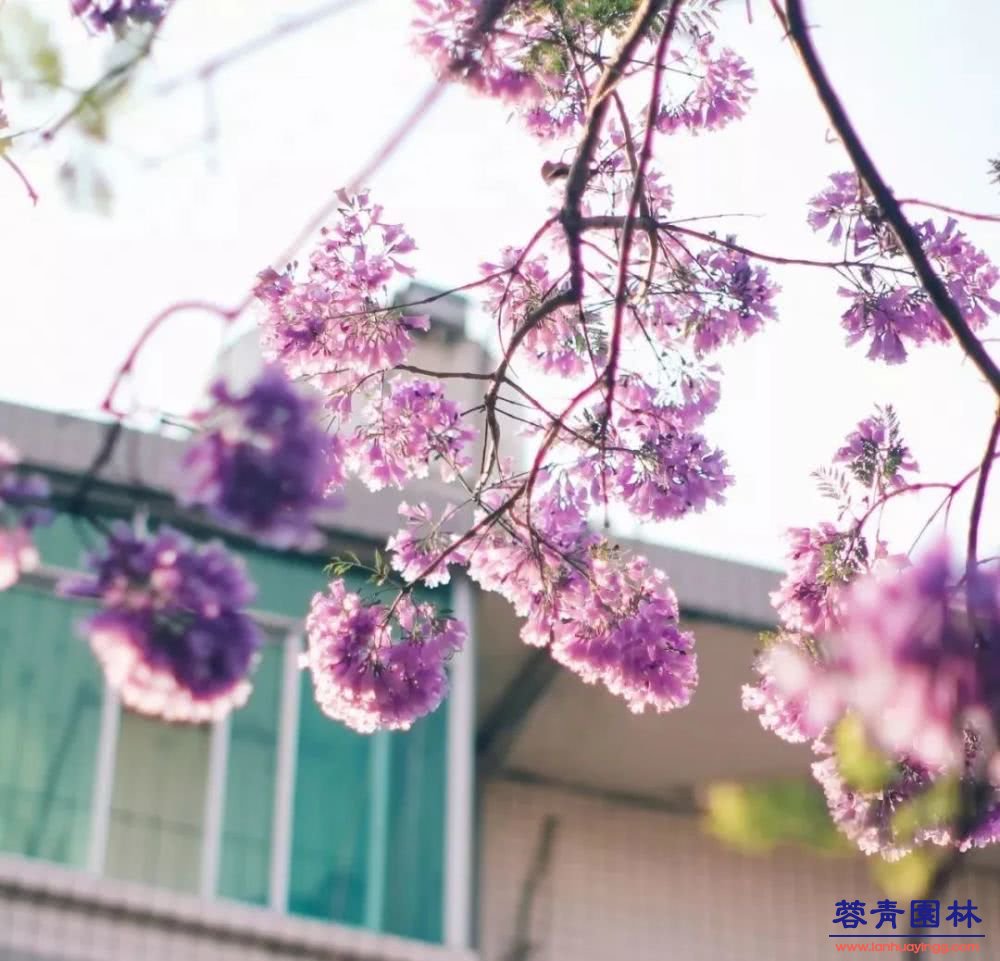 想看藍(lán)花楹樹，就去每年的這里吧