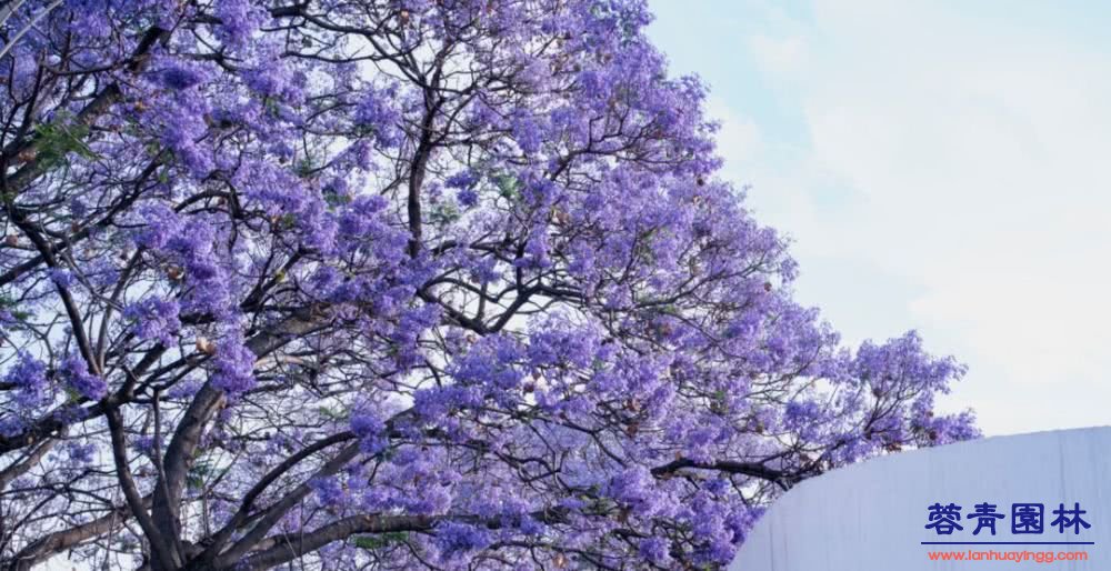 想看藍(lán)花楹樹，就去每年的這里吧