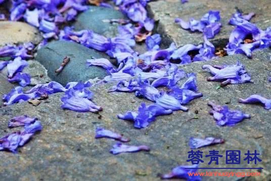 想看藍(lán)花楹樹，就去每年的這里吧