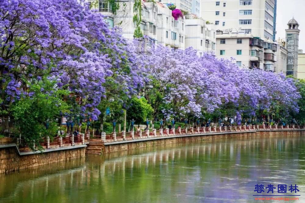 想看藍(lán)花楹樹，就去每年的這里吧