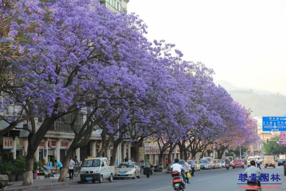 想看藍(lán)花楹樹，就去每年的這里吧