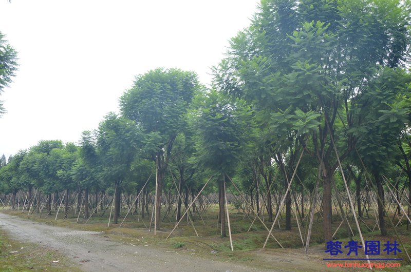 藍(lán)花楹基地