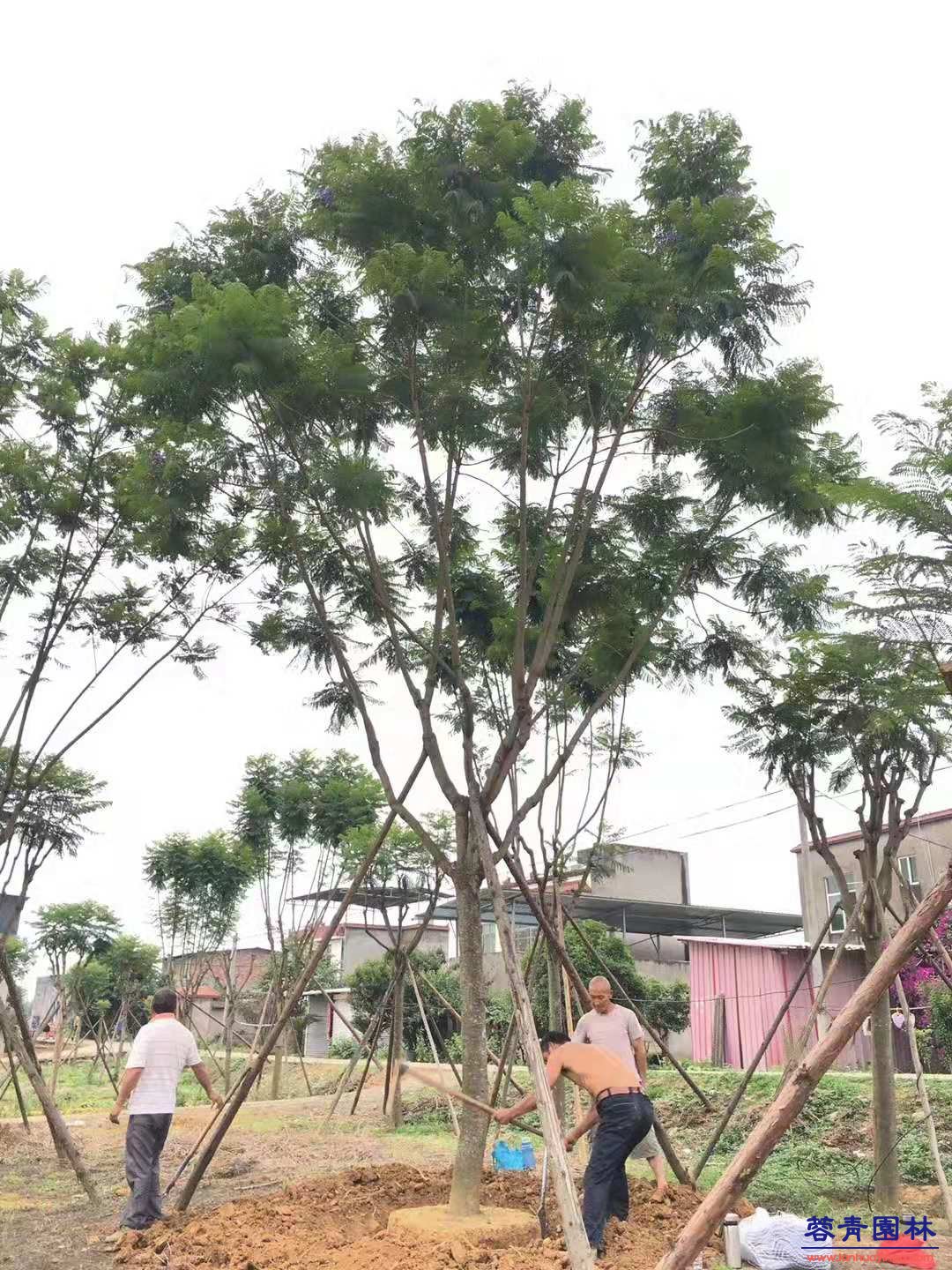 藍(lán)花楹挖苗