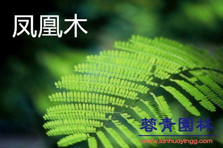 藍花楹和鳳凰木的區別在哪？如何鑒別？